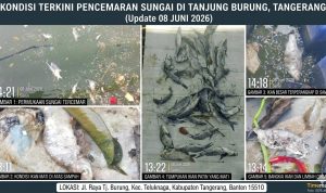 Ribuan ikan mati dan sampah menumpuk di Sungai Cisadane, Desa Tanjung Burung, Tangerang. Singkat dan kuat