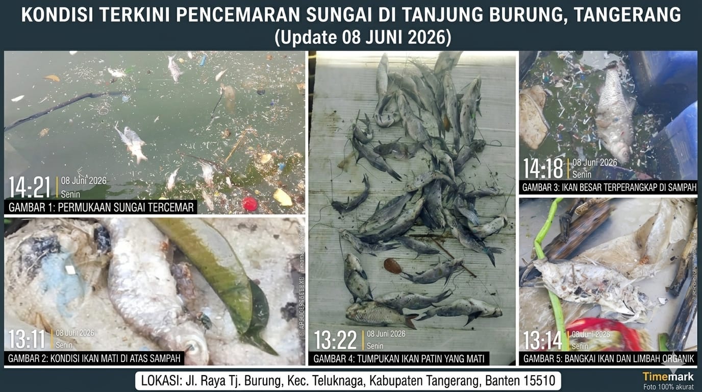 Ribuan ikan mati dan sampah menumpuk di Sungai Cisadane, Desa Tanjung Burung, Tangerang. Singkat dan kuat